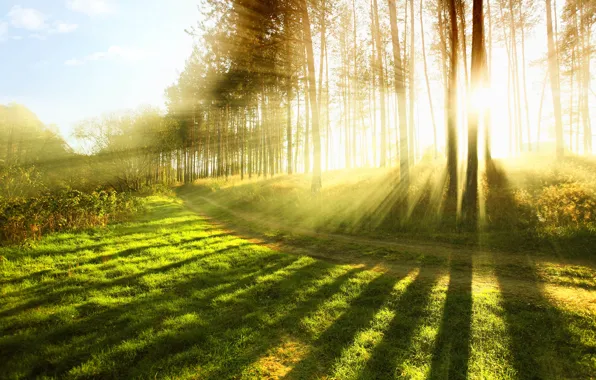 Картинка лес, лето, трава, солнце, лучи, свет, деревья, природа
