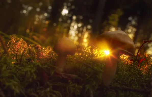 Картинка трава, солнце, лучи, грибы