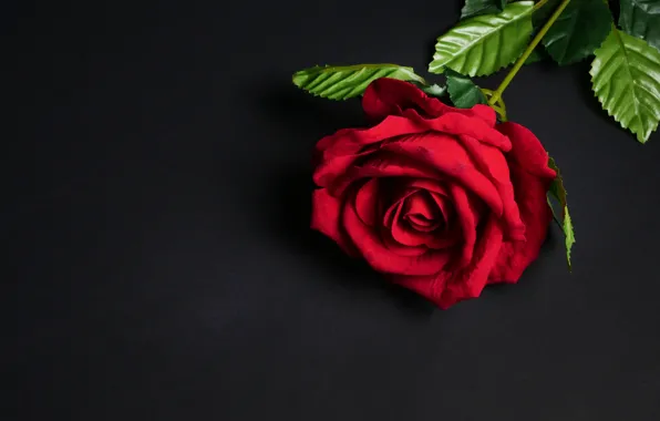 Картинка цветы, роза, red, черный фон, красная, flowers, roses
