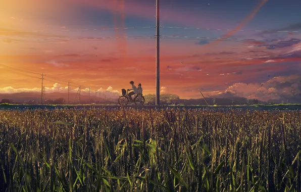 Картинка пшеница, поле, небо, облака, велосипед, рассвет, яркое, morning