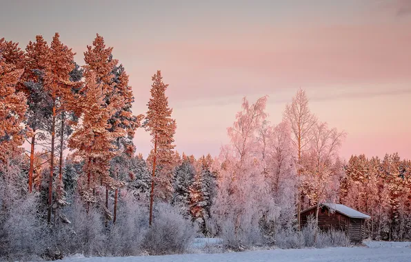 Картинка зима, лес, утро