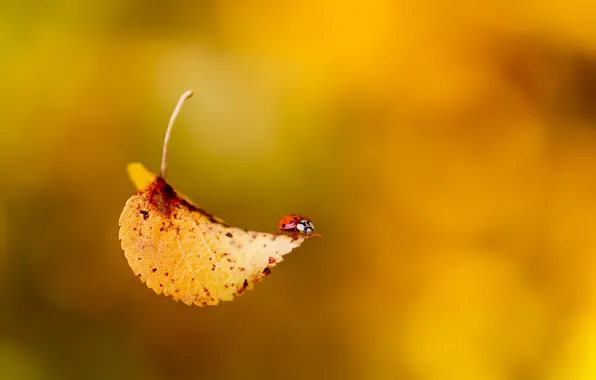 Картинка осень, божья коровка, жук, падение, листик, насекомое