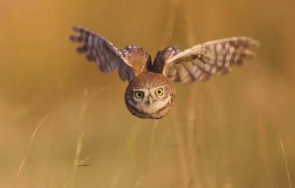 Flight, owl, skill