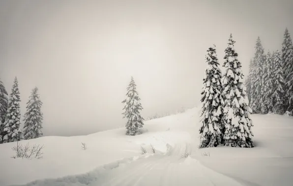 Картинка зима, снег, туман, ёлки