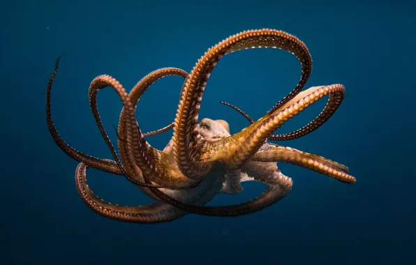 Море, океан, осьминог, щупальцы