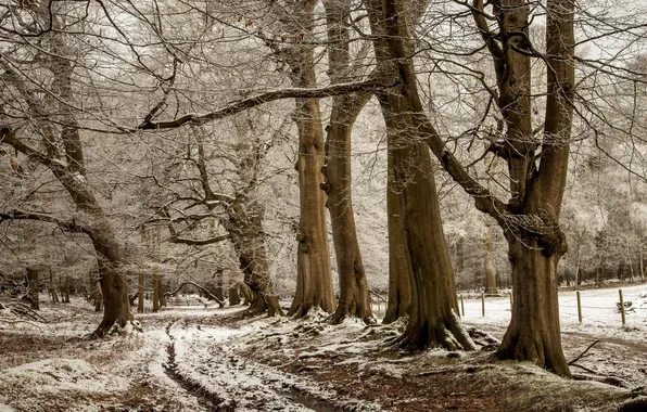 Картинка дорога, снег, деревья, природа