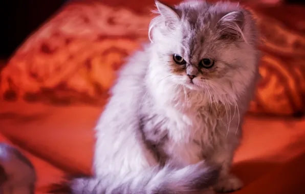 Кошка, глаза, шерсть