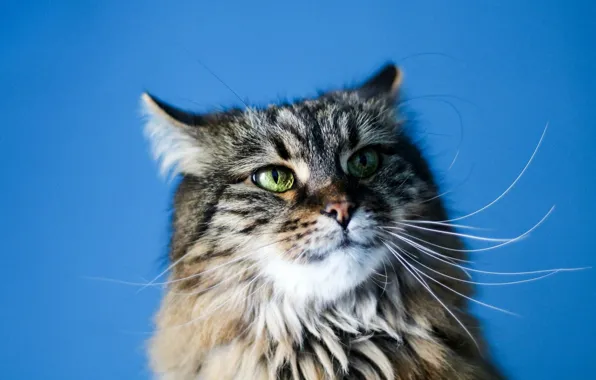 Кошка, кот, взгляд, поза, мордашка