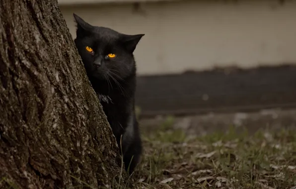 Глаза, кот, дерево, черный, смотрит