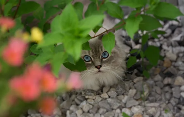Кошка, кот, взгляд, морда, листья, камни, ветка, голубые глаза