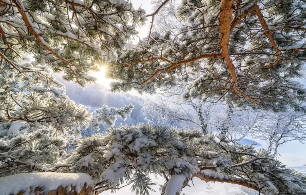 Холод, зима, солнце, снег, дерево, мороз, Алтай, морозное утро