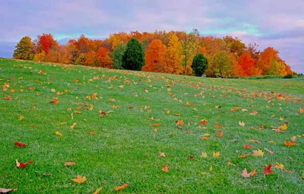 Картинка осень, небо, трава, листья, деревья, луг