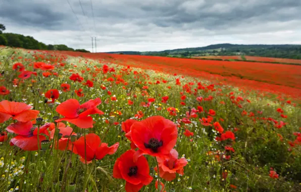 Поле, лето, маки