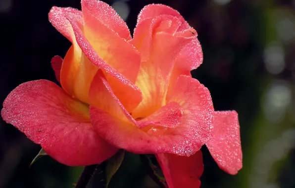 Капли, роза, оранжевая, Rose, orange, drops