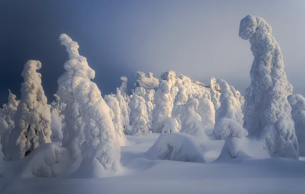 Зима, снег, деревья, пейзаж, природа, ели, Сергей Межин