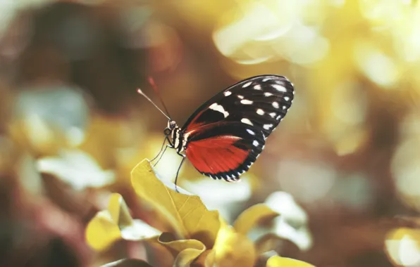 Бабочка, крылья, насекомое