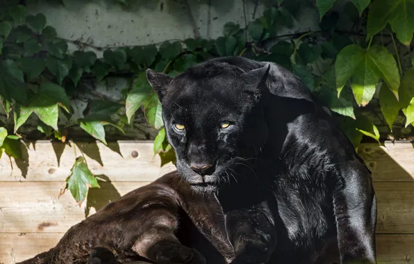 Картинка кошка, взгляд, солнце, пантера, черный ягуар, ©Tambako The Jaguar