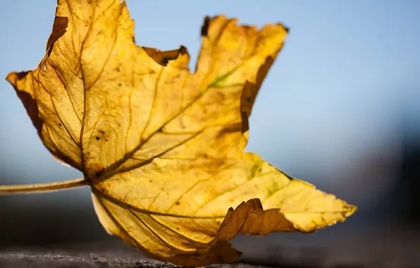 Листья, макро, фон