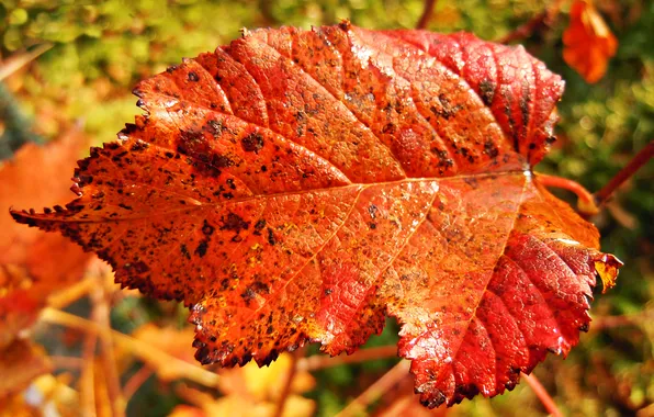 Картинка осень, макро, красный, лист