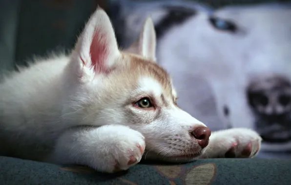 Картинка puppy, eyes, dog, animal, look, Husky, nose, Siberian Husky