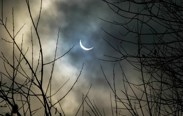 Небо, ветви, Луна, moon, силует, sky, nature