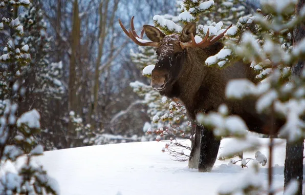 Картинка animal, wild life, moose animal