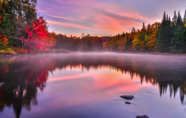Картинка осень, деревья, туман, озеро