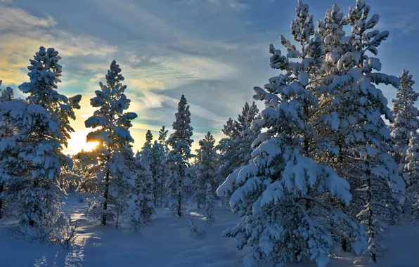 Картинка зима, лес, снег, деревья, Норвегия, Norway, Hedmark Fylke, Хедмарк