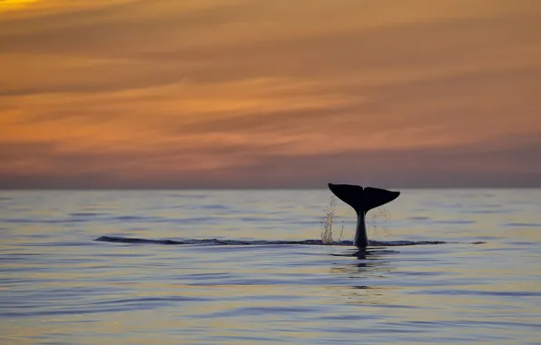 Pacific ocean, sunset, fluke, killer whale, orca