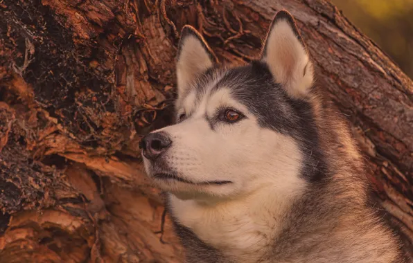 Морда, портрет, собака, Аляскинский маламут
