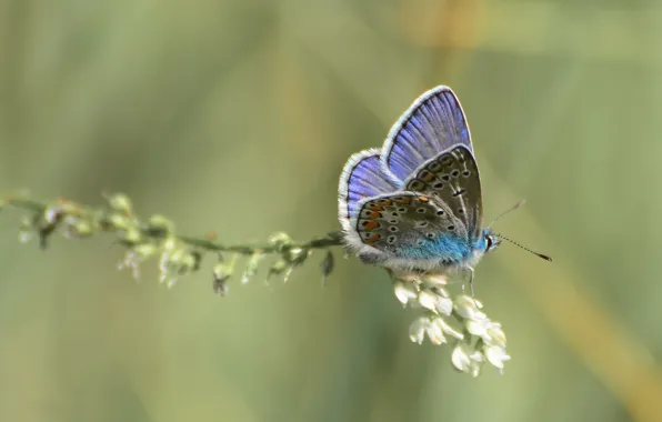 Картинка лето, бабочка. настроение, макро flowers природа