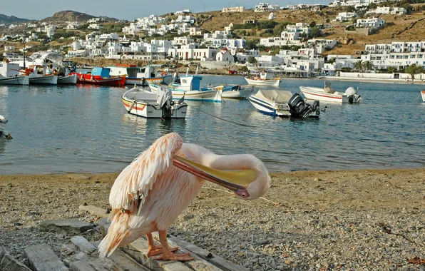 Город, река, фото, дома, лодки, Греция, пеликан, Mykonos