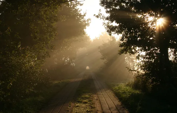 Картинка дорога, лучи, свет, деревья, природа, утро