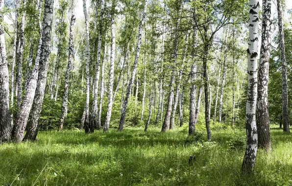 Лес, березы, березовая роща