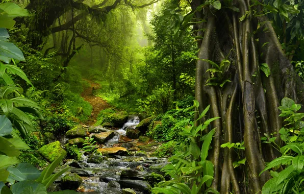 Картинка зелень, лес, деревья, тропики, ручей, камни, листва, мох