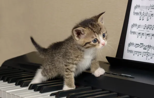 Кошка, ноты, котенок, серый, фон, игра, малыш, клавиши