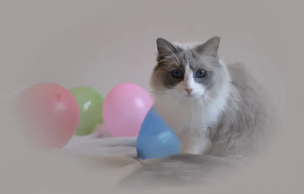 Картинка кошка, взгляд, шары