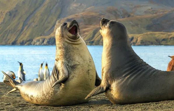 Картинка пингвины, морской слон, тюлени, Южные Сандвичевы Острова