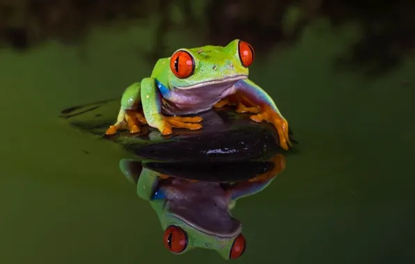 Вода, макро, природа, пруд, отражение, темный фон, камень, лягушка