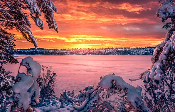 Картинка зима, лес, небо, облака, снег, деревья, ветки, река