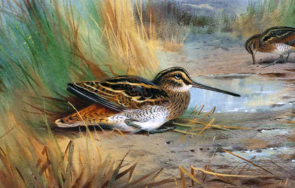 Трава, Птицы, Картина, Двое, Archibald Thorburn, Арчибальд Торберн, Шотландский живописец, Бекасы