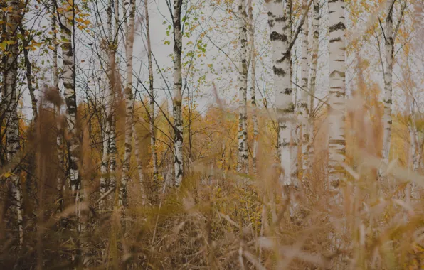 Осень, береза, русь