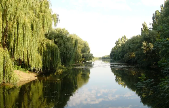 Река, Ива, Кубань