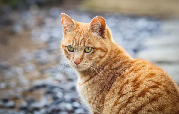 Картинка кошка, кот, рыжая