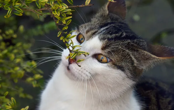 Картинка кошка, глаза, кот, морда, листья, природа, фон, портрет