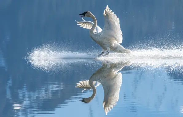 Белый, отражение, птица, лебедь, водоем, размах крыльев