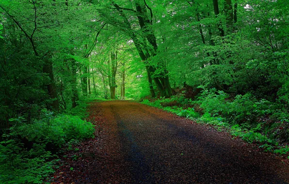 Дорога, лес, деревья, тоннель