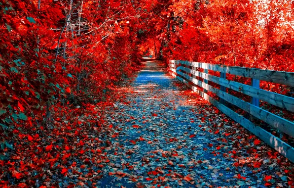 Картинка осень, лес, листья, деревья, парк, мостик, тропинка, багрянец