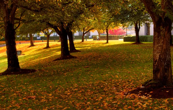 Картинка осень, деревья, природа, парк, Nature, листопад, trees, park