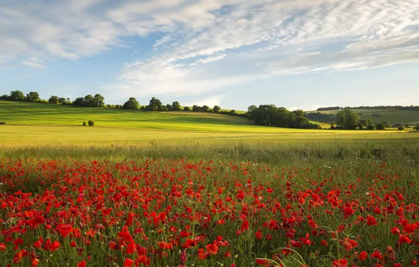 Картинка поле, лето, маки